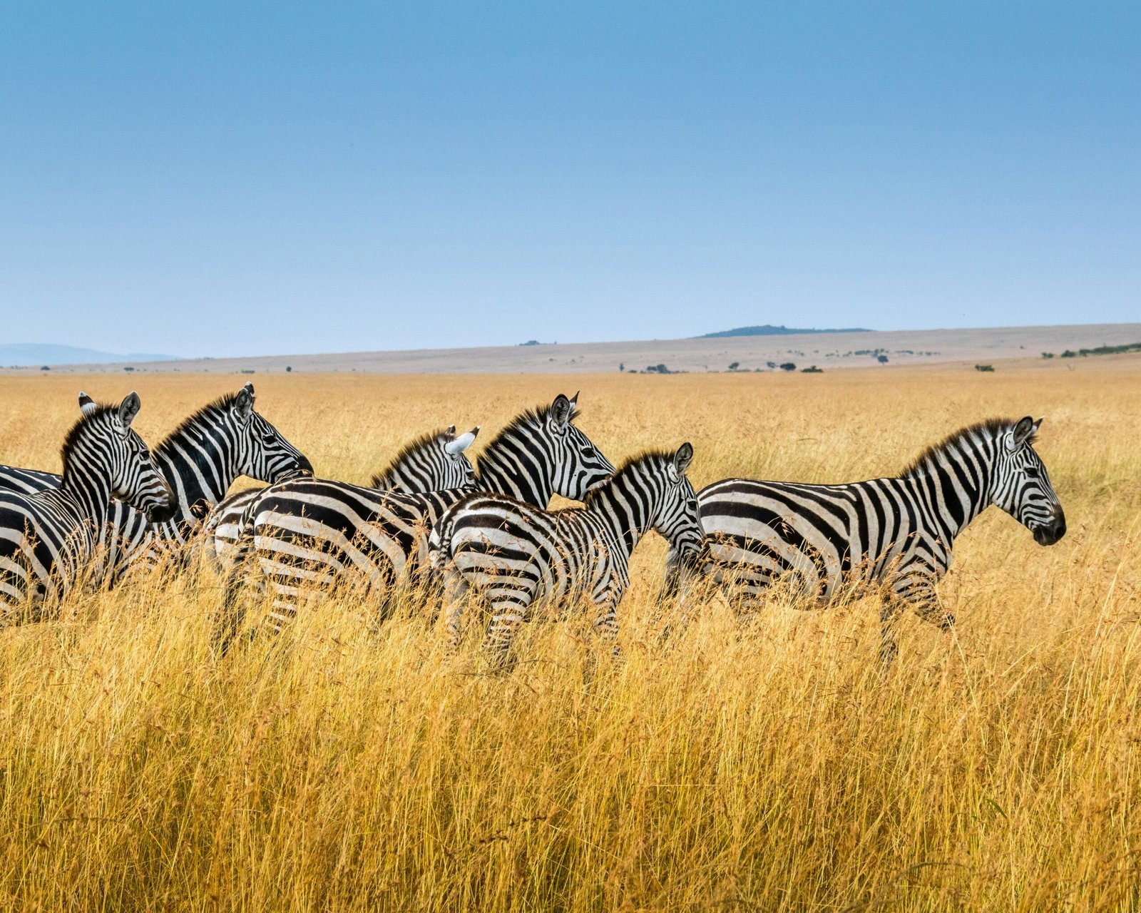 Zebra herd on the African savannah, representing the safari tourism that helps drive private charter demand across Africa