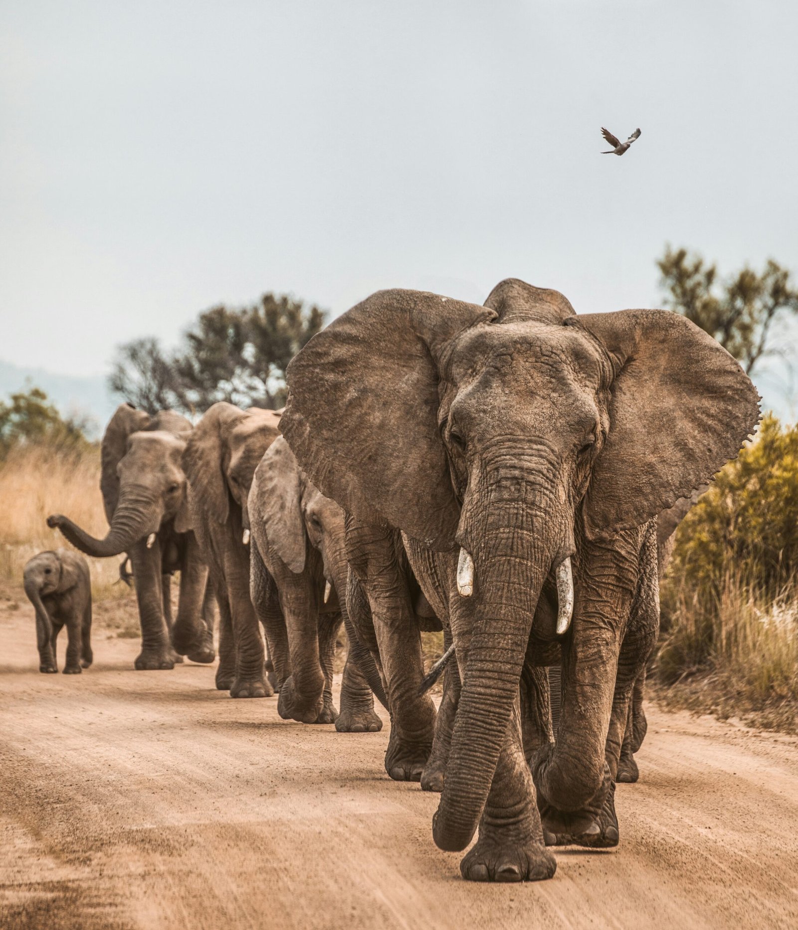 African elephant herd walking along a bush road