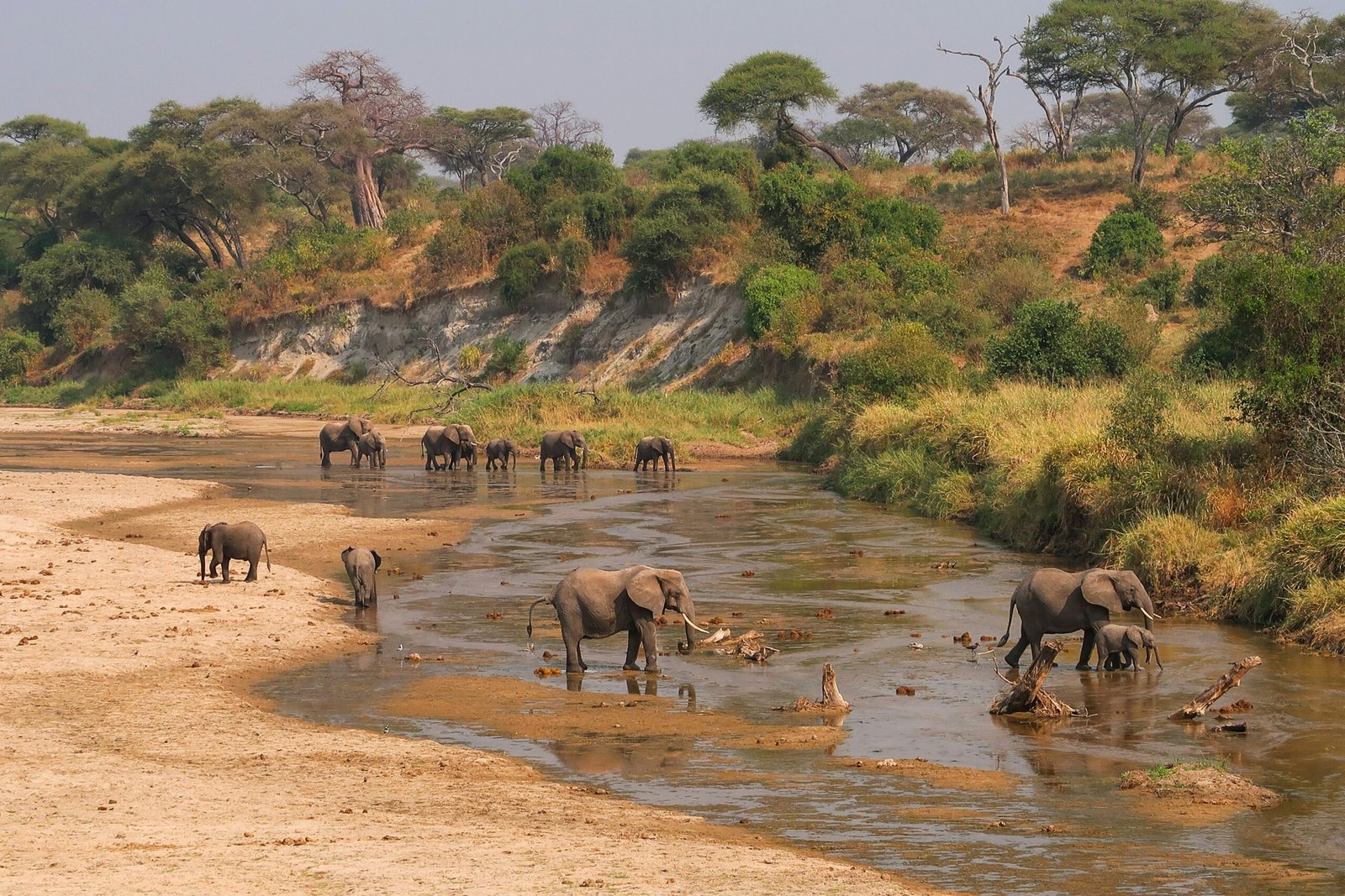 Elephants gathering at a river crossing in the Kenyan bush