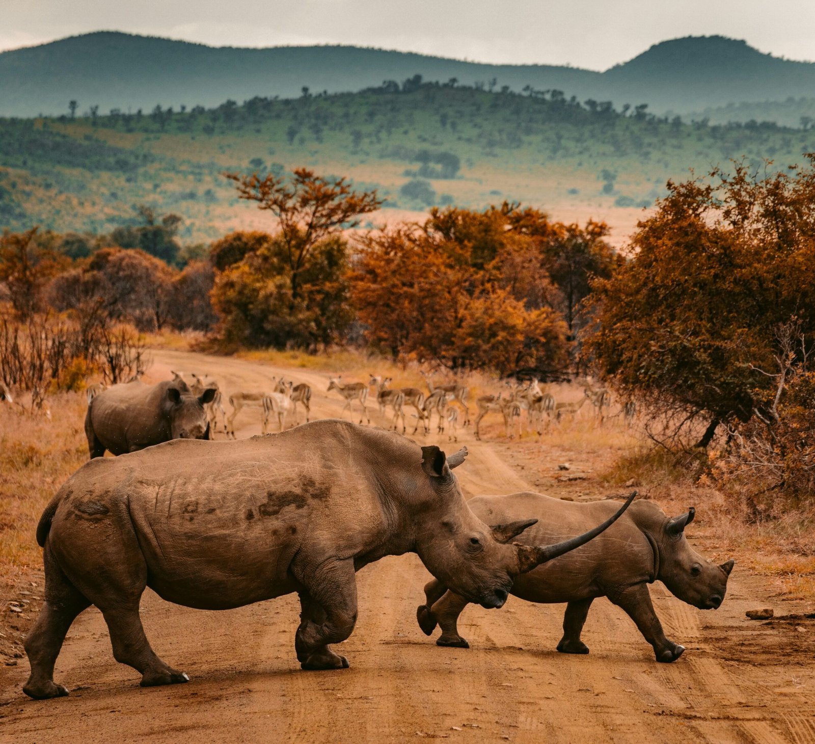 White rhinos crossing a safari trail with plains game in the background