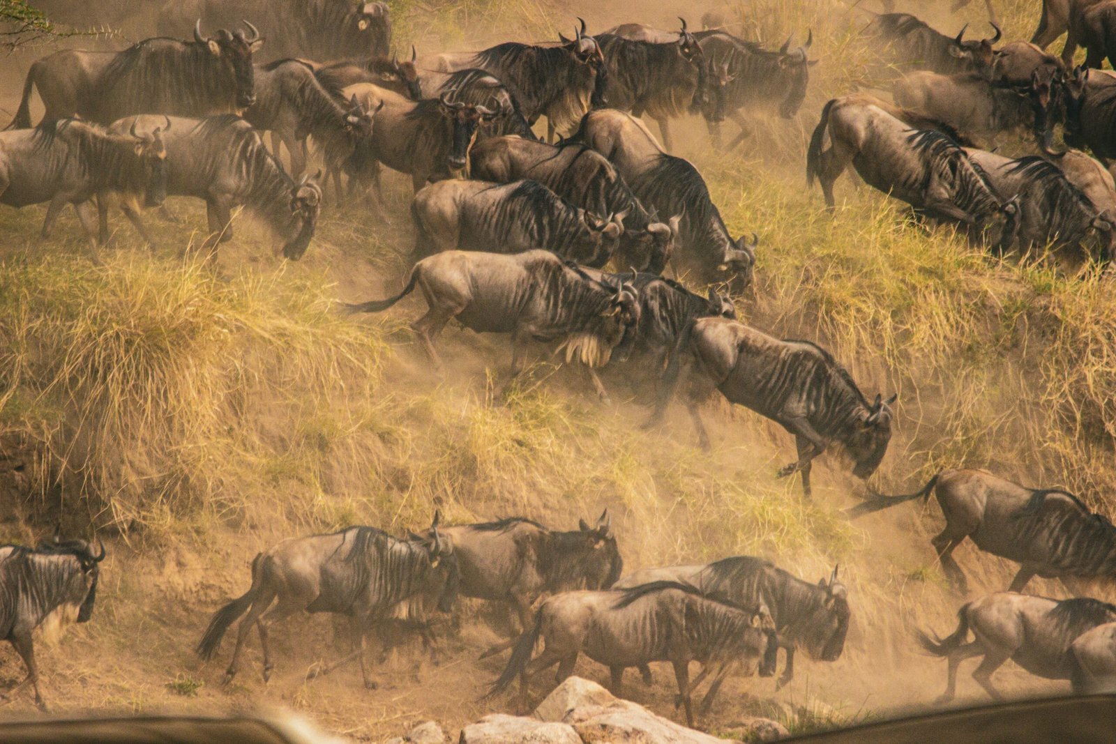 Wildebeest stampeding through dust during the Great Migration