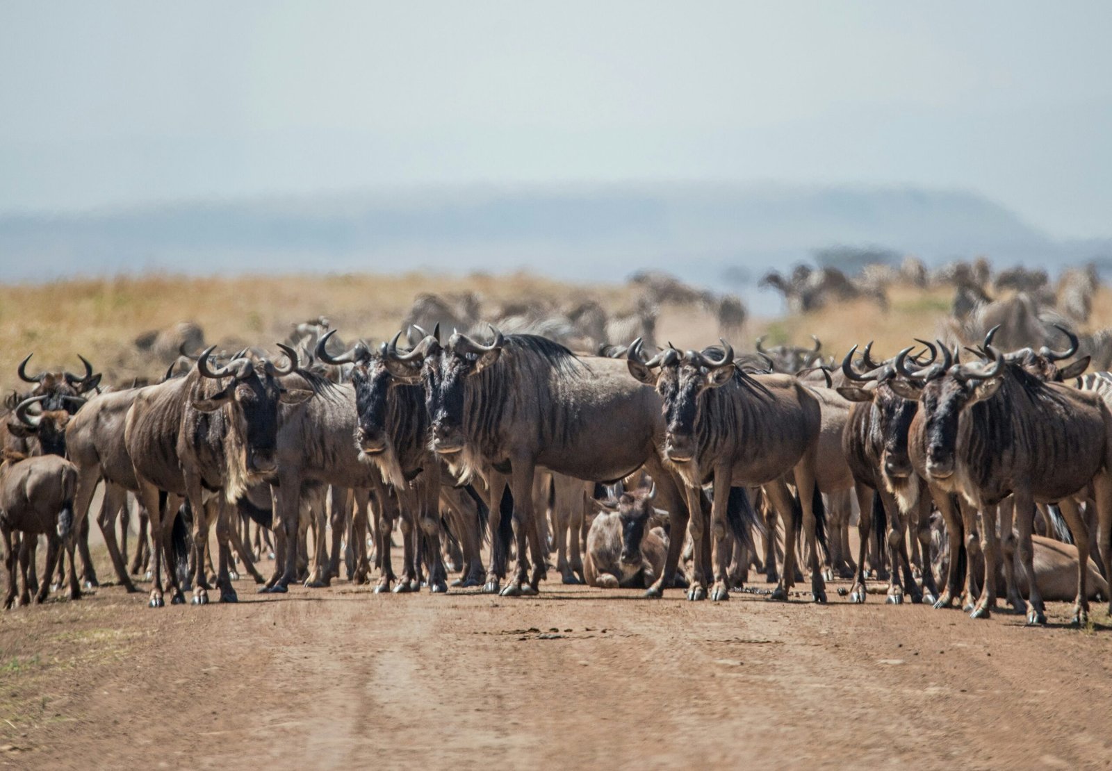 Large wildebeest herd gathered on the plains during the Great Migration