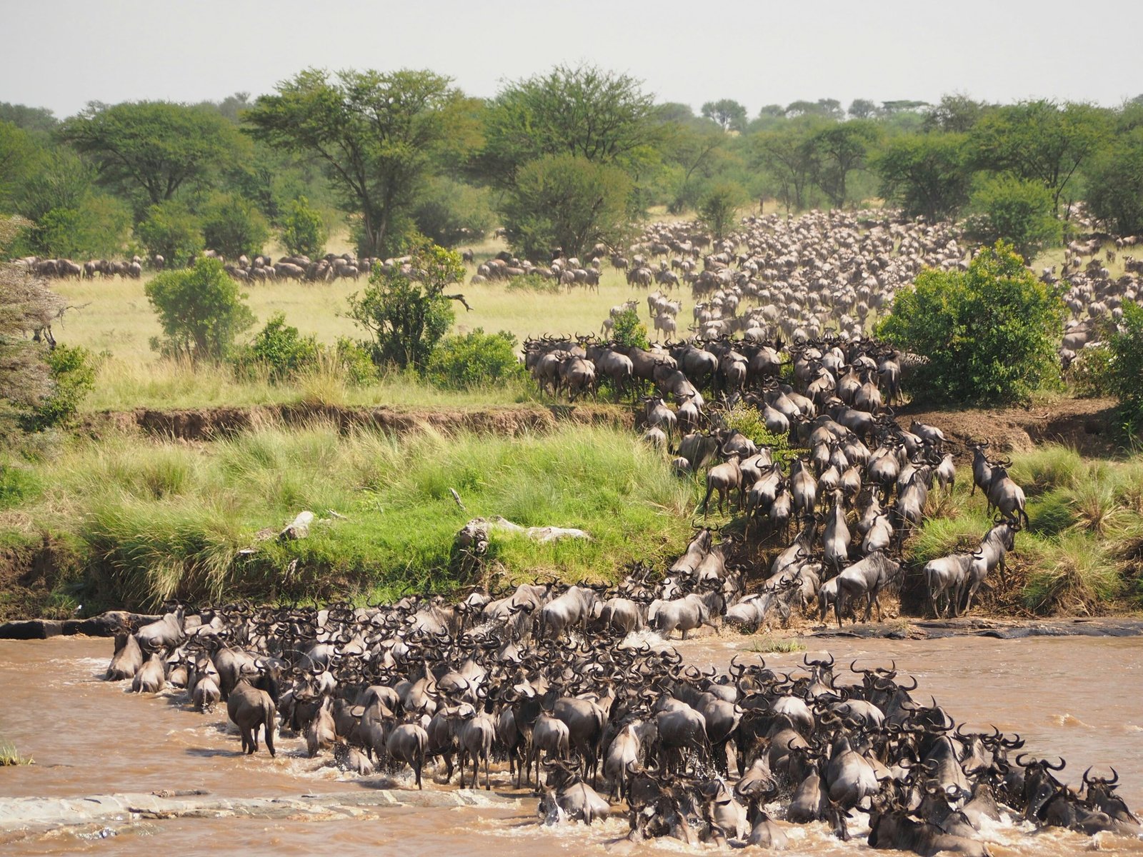 Wildebeest herd crossing a river during the Great Migration