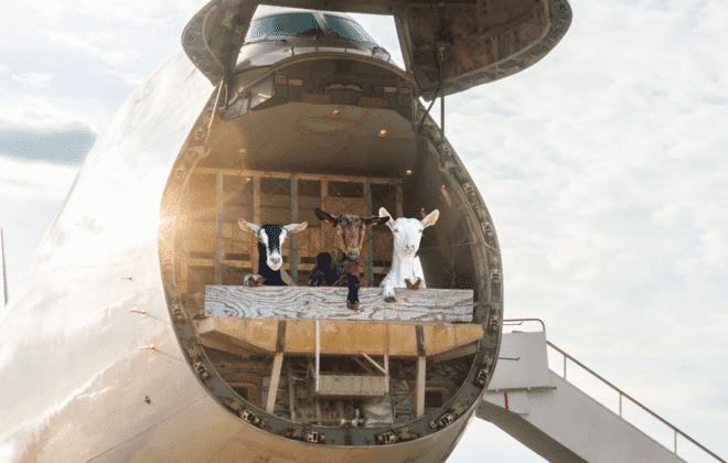 Transporting Livestock by Air: Safe Fly Aviation’s Expertise in Cargo Charter Solutions